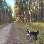 Waldblick Baabe